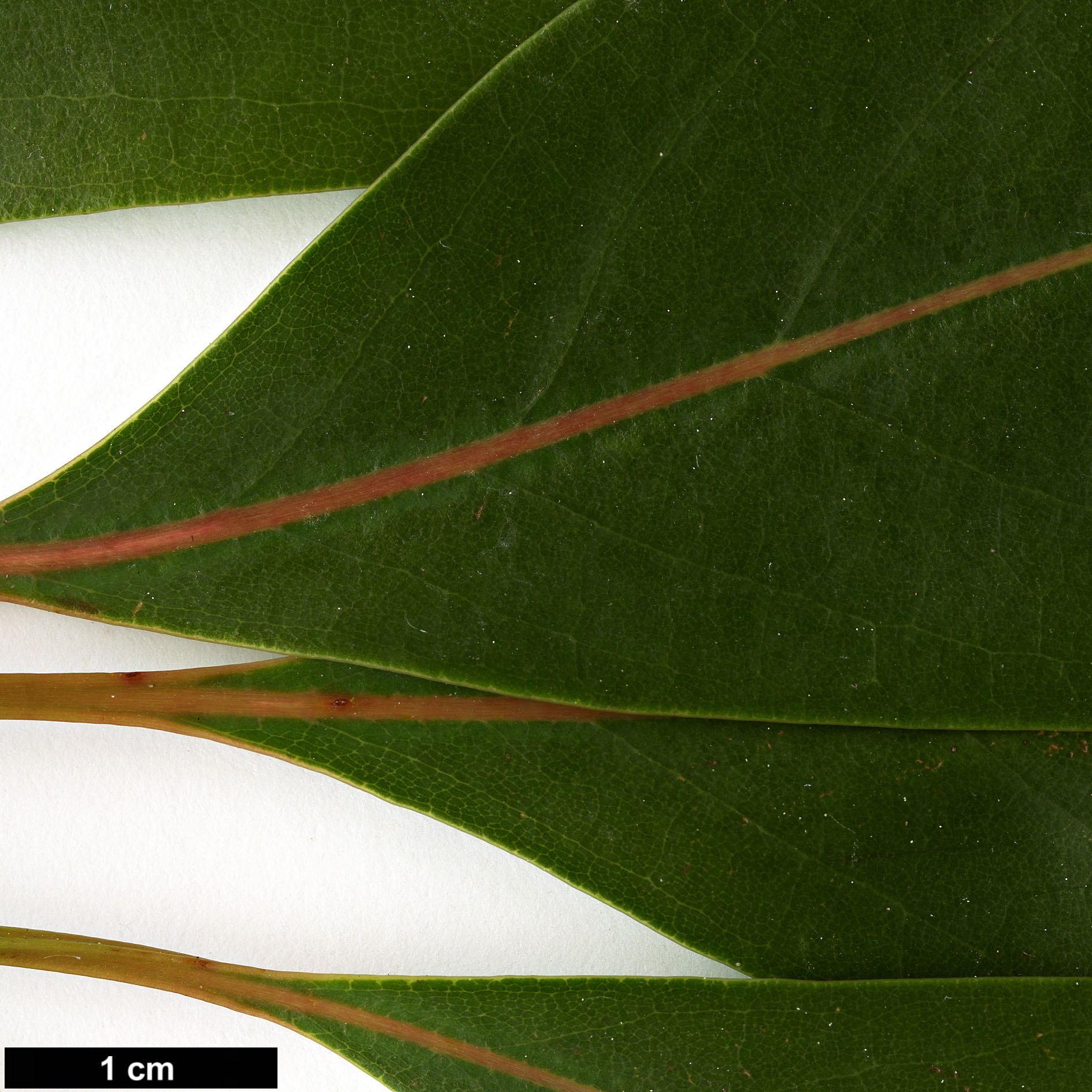 High resolution image: Family: Lauraceae - Genus: Persea - Taxon: ichangensis - SpeciesSub: var. leiophylla